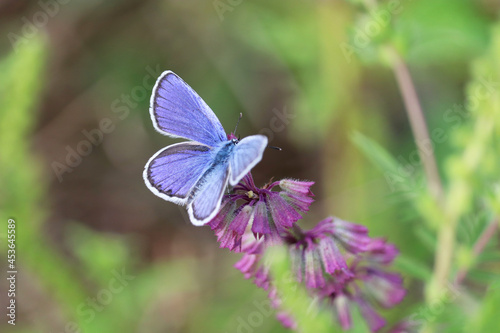 Common blue butterfly on sage flower close up. Polyommatus icarus on green meadow, beauty of nature