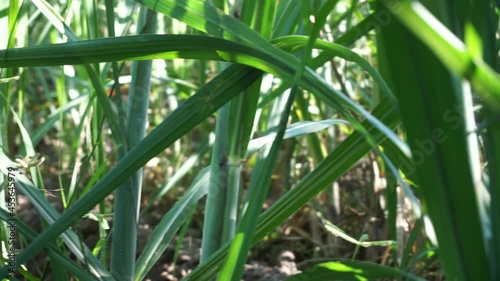 Sugarcane with a natural background. Indonesian call it tebu photo