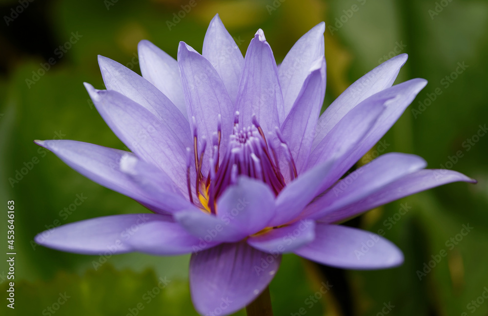 Close up of blooming blue water lily flower with shallow depth of field and selective focusing Close up of blooming blue water lily flower with shallow depth of field and selective focusing