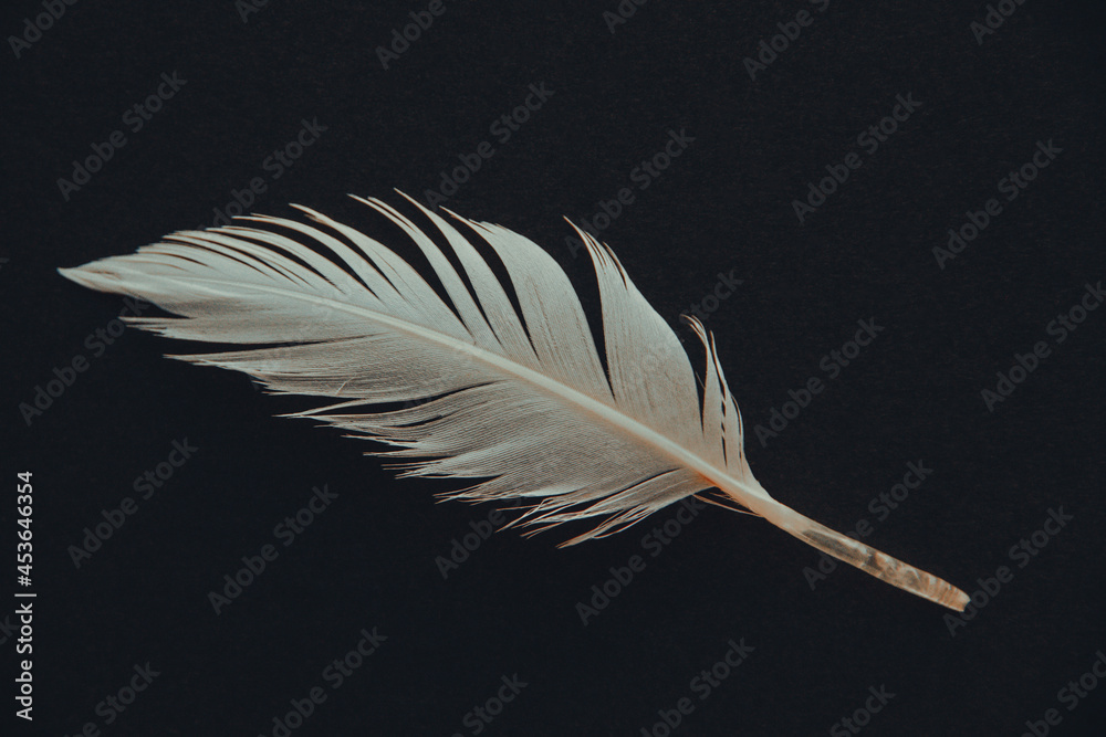 Obraz premium White feather on black background