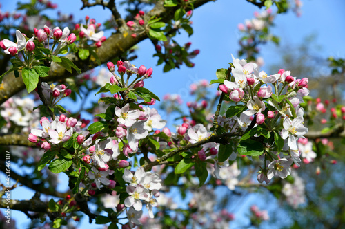 zarte rosa farbene Apfelbaumblüten