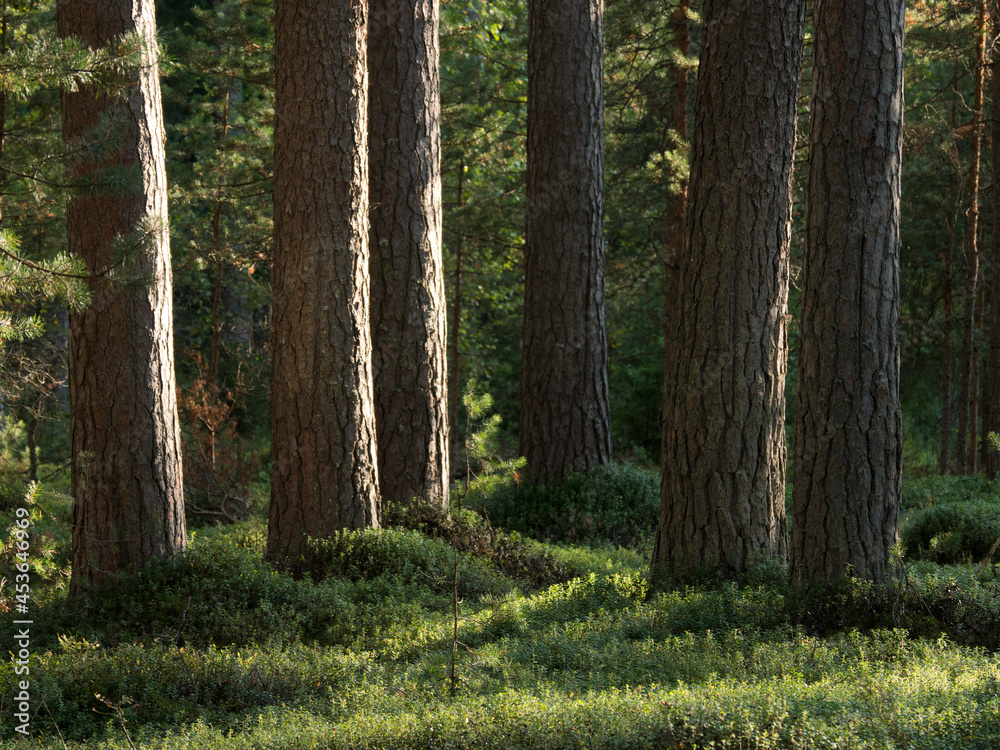 Pine forest in the sunny summer day. Pine forest in the sunny summer day.