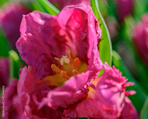 Creative style- blurred tulip. Spring background