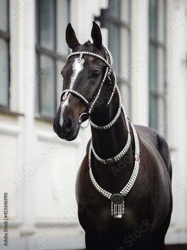 beautiful black akhal-teke horse with white line on forehead with turkmen bridle and collars near building with windows © vprotastchik