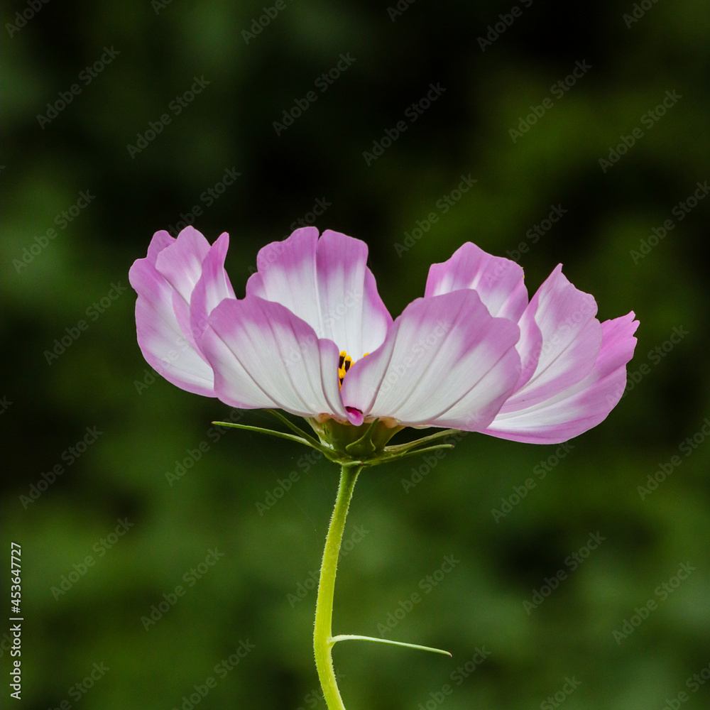 Fototapeta premium White-pink flower on a green background