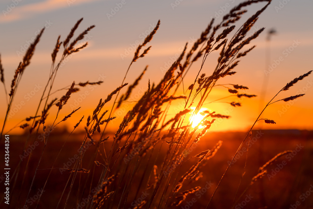 Obraz premium Grass at sunset