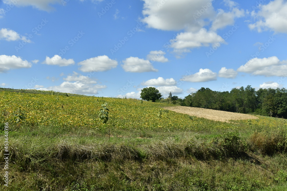 Bordure de végétation sauvage le long d'un champs de tournesols entre les bourgs de Campagne et Vendoire au Périgord Vert 