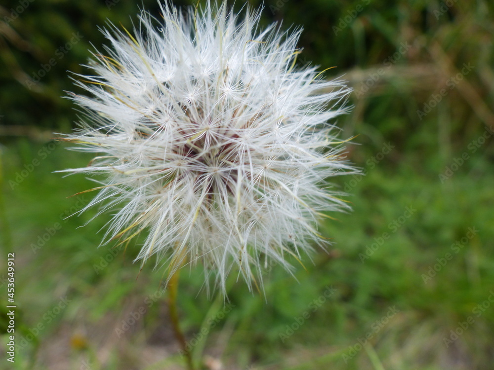 Fototapeta premium Nature dans les Vosges