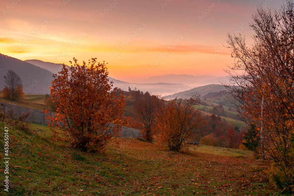 Fototapeta premium rural landscape at sunrise. beautiful autumnal mountain scenery. trees in fall foliage and wooden fence on the grassy hillside meadow. agricultural fields on the distant rolling hills