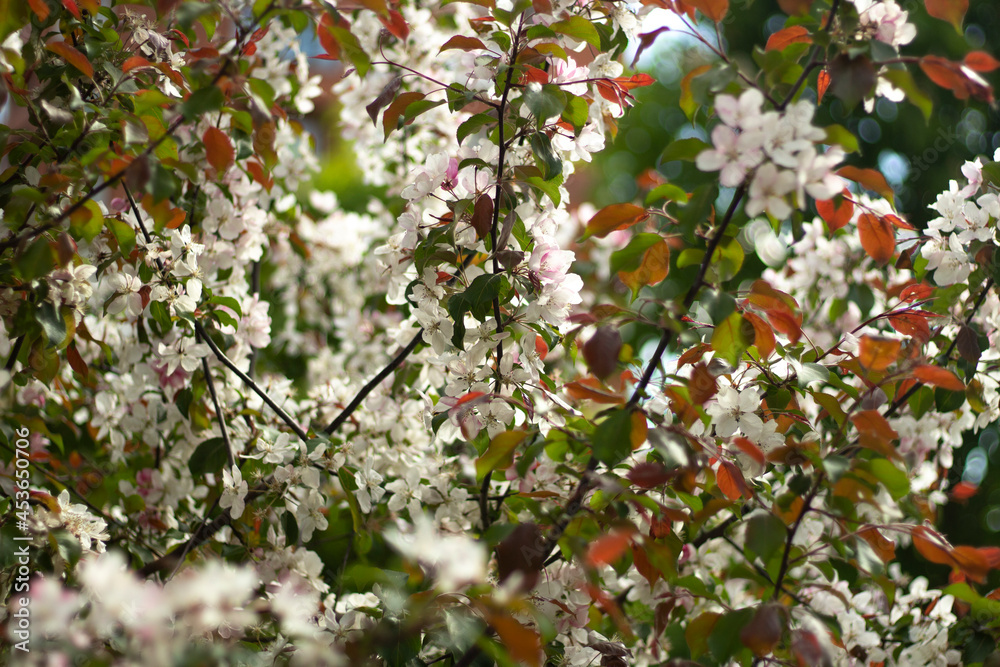 Blossoming apple tree.