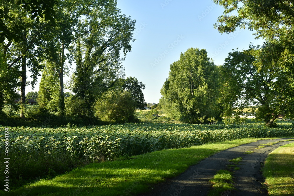 Chemin rocailleur de campagne le long d'un champs de tournesols en fin de journée près du bourg de Champagne au Périgord Vert 