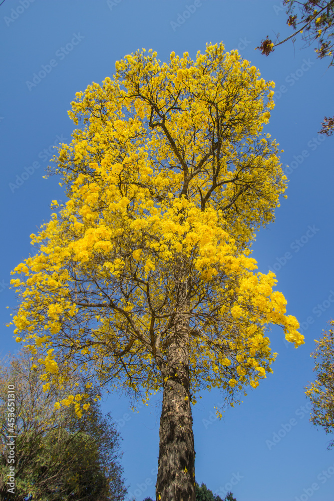 Brazilian Savannah Yellow Flower
Very yellow, this flower is common in brazilian savannah.