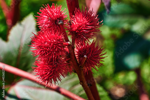 Red and prickly fruits of a Castor oil plant (Ricinus communis) in the sunshine. photo