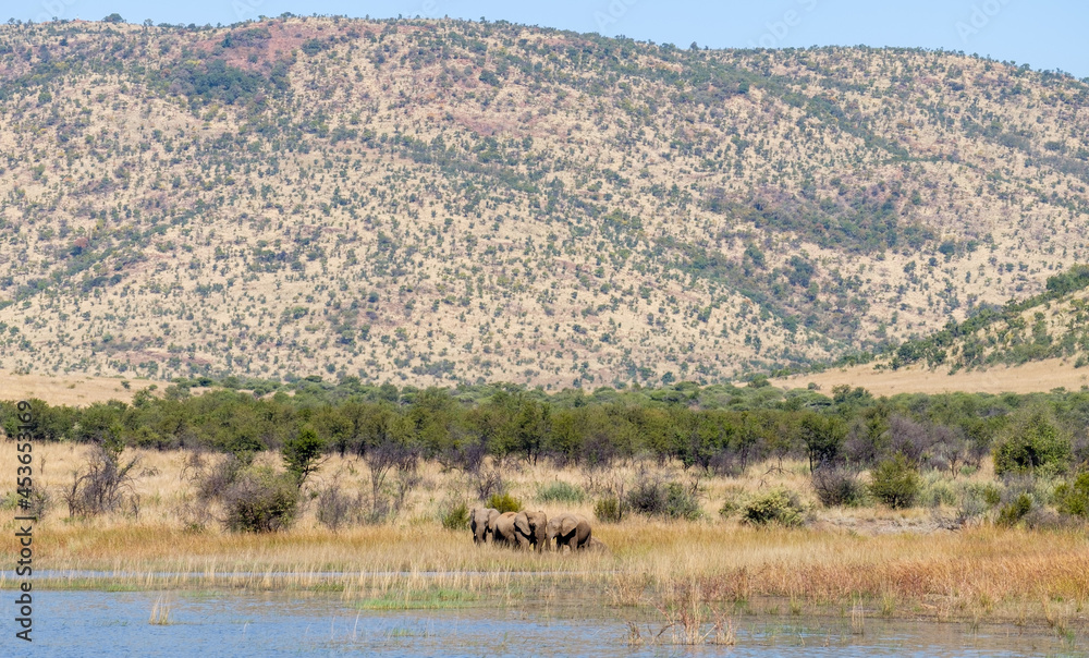 Elephant drinking at the Mankwe Dam in the Pilanesberg National Park, South Africa