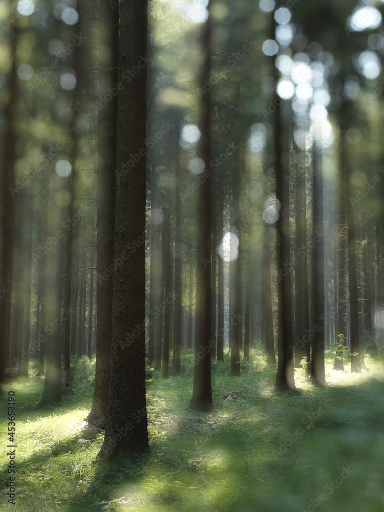 Fototapeta premium Fotokunst