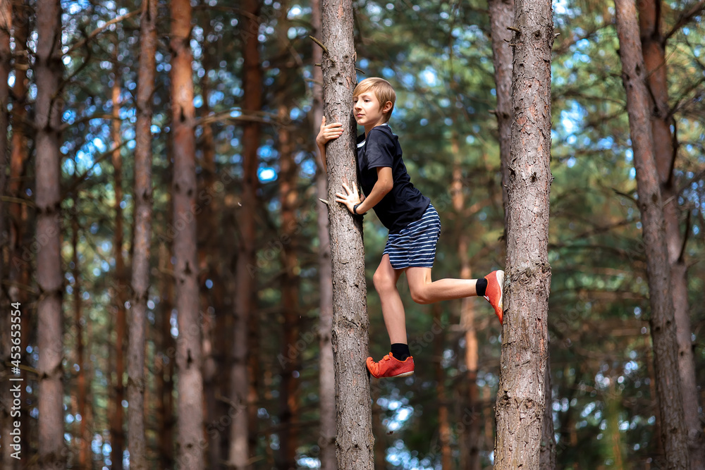 the boy who climbed the pine trees in the pine forest and now wants to get down from the trees the boy who climbed the pine trees in the pine forest and now wants to get down from the trees