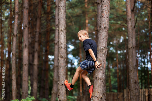 a boy in the forest climbed into the trees between two pine trees