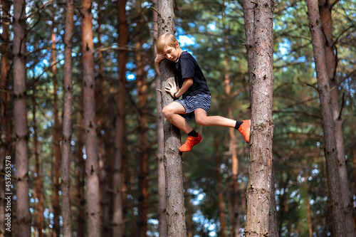 the boy who climbed the pine trees in the pine forest and now wants to get down from the trees