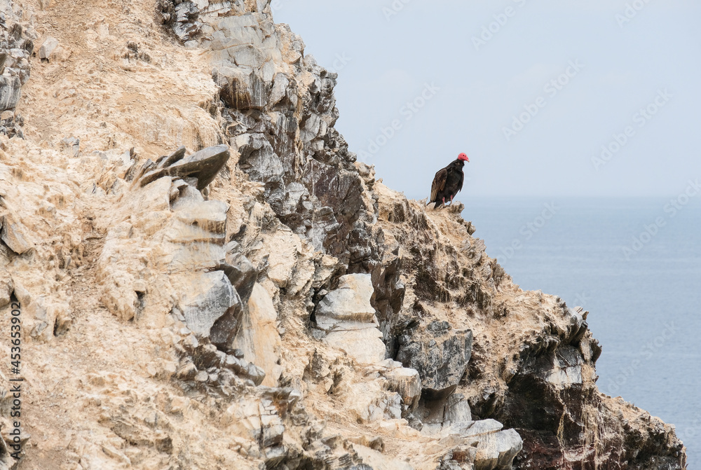 Turkey Vulture, Isla Foca, Piura, Perú. Turkey Vulture, Isla Foca, Piura, Perú.