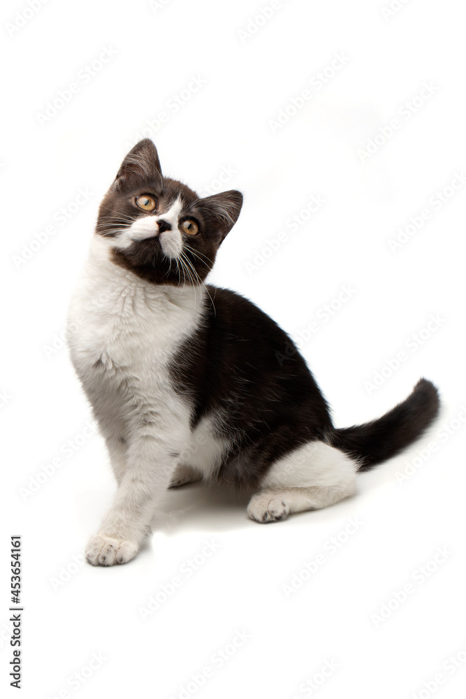 A funny spotted black and white kitten with a black nose sits and looks up, isolated on a white background.