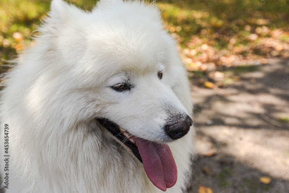 Samoyed. Fluffy white big dog in nature