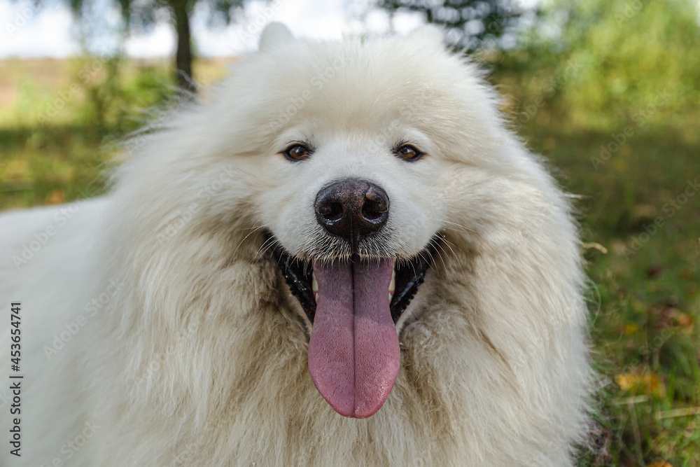Samoyed. A white big fluffy dog in the park