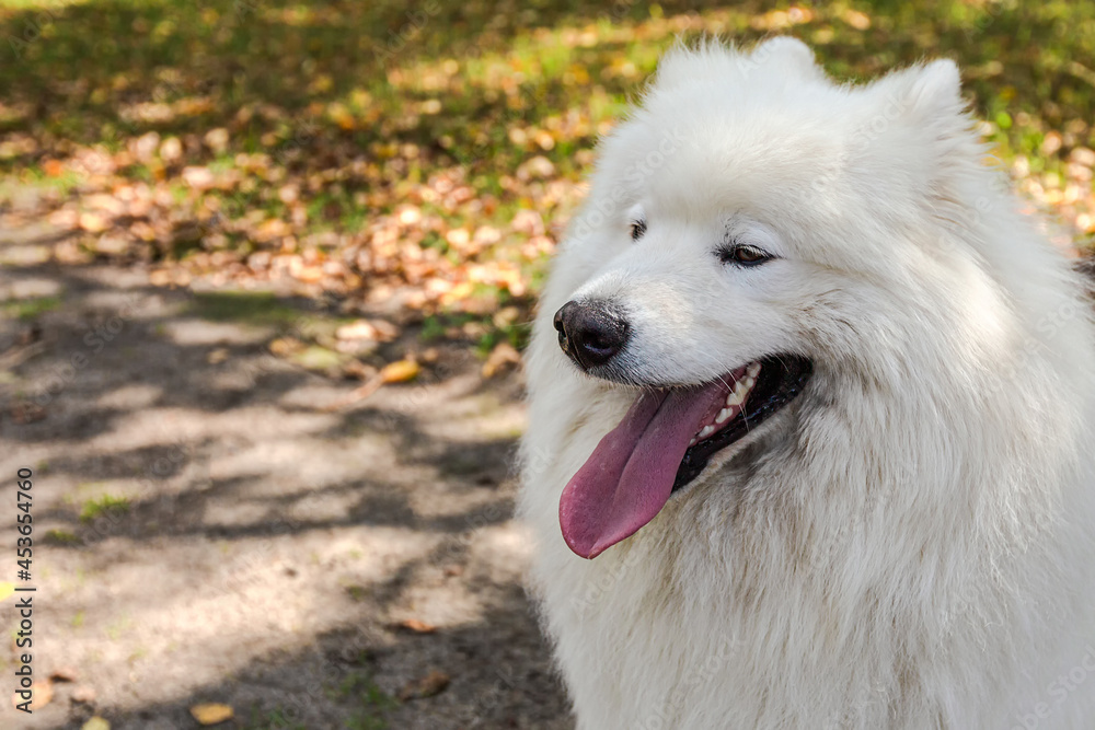 Samoyed. A white big fluffy dog in the park