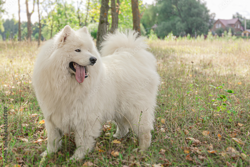 Samoyed. Fluffy white big dog in nature
