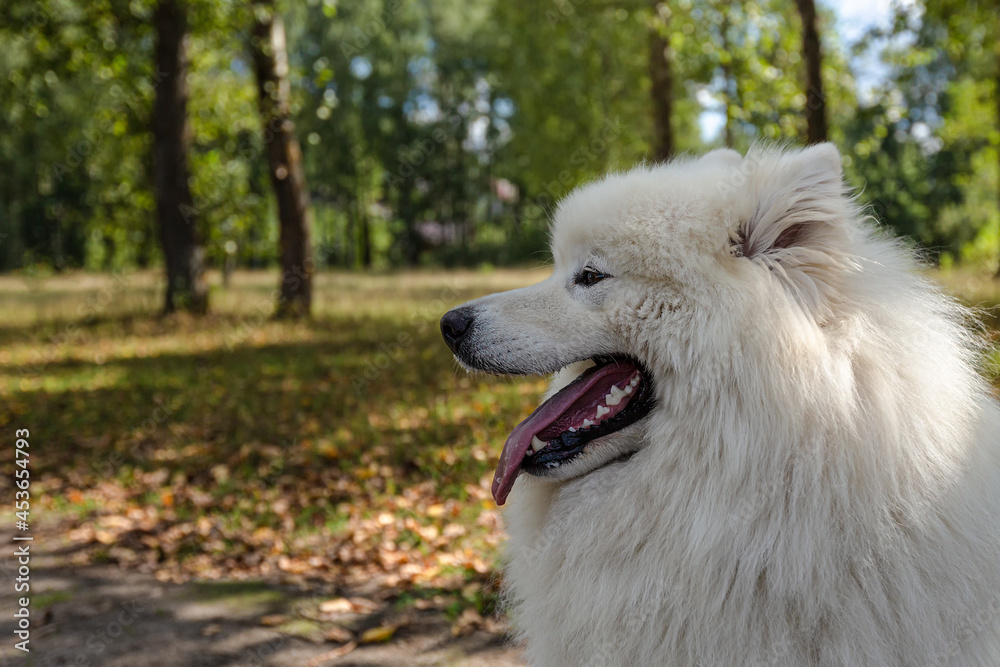 Samoyed. Fluffy white big dog in nature