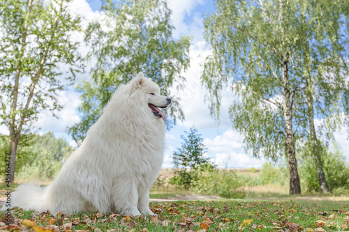 Samoyed. A white big fluffy dog in the park