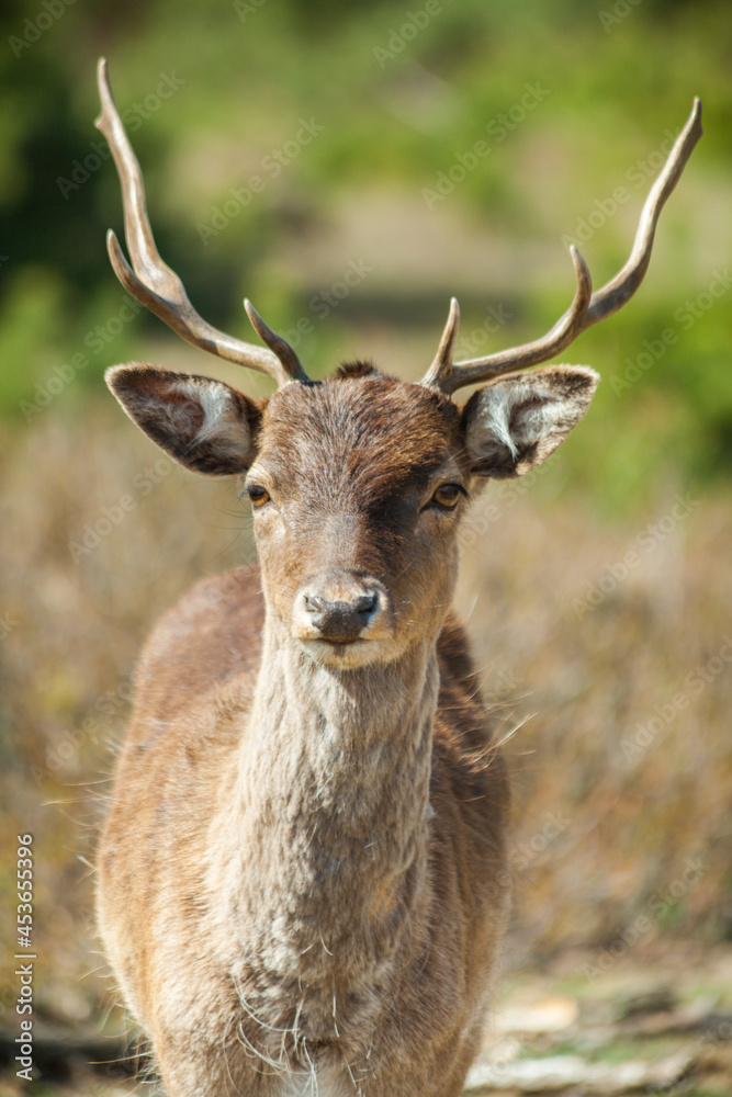 Close up of young deer on a meadow, outback of Brandenburg close to Berlin