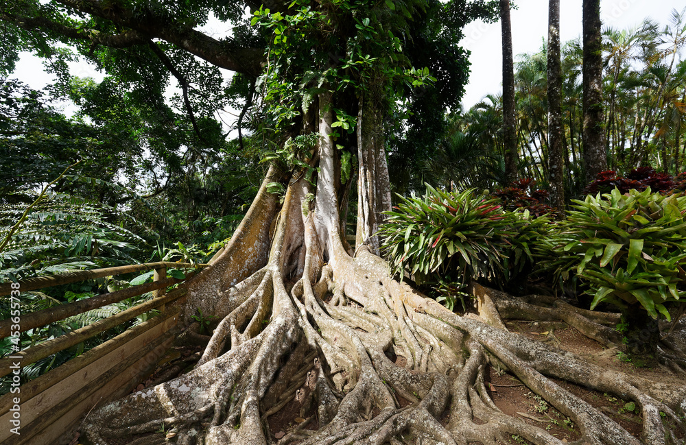 closeup shot of strangler fig boughs seen in tropical garden near Fort de France on Martinique island. closeup shot of strangler fig boughs seen in tropical garden near Fort de France on Martinique island.