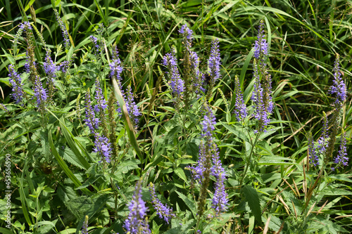 Close-up of the beautiful blue flowers of Veronica longleaf, Ulster Blue Dwarf, speedwell