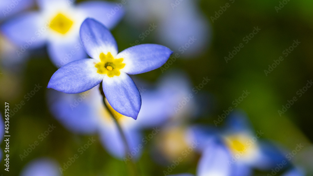 Beautiful Patch of Bluets Blooming Along the Blue Ridge Parkway Beautiful Patch of Bluets Blooming Along the Blue Ridge Parkway