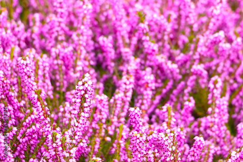 Pink perennial flowers bloom in the meadow. Background of nature. © Dzmitry