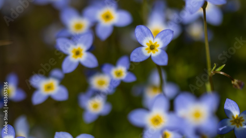 Beautiful Patch of Bluets Blooming Along the Blue Ridge Parkway photo