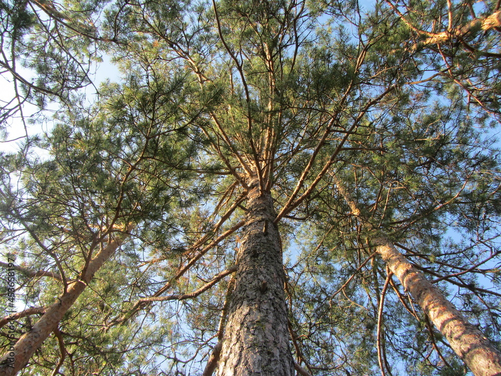 Obraz premium pines
