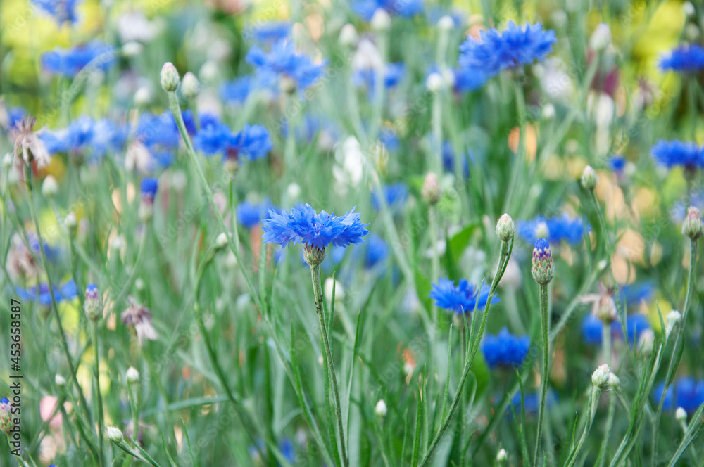 Cornflower blue flowers. High quality photo Cornflower blue flowers. High quality photo