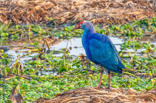 Schilderij op canvas Purple Swamphen in a wetland
