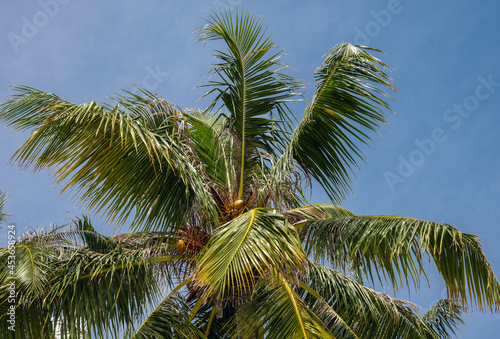 Natural background. Tropical nature  palm leaves on a blue sky background.