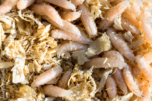 Foto Macro image of maggot fly larva in a can with sawdust