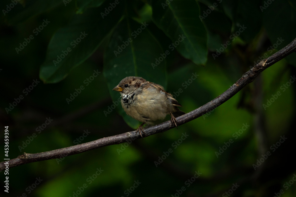 A lonely young sparrow sits on a branch close-up in the large leaves of a walnut tree with feathers fluffed.