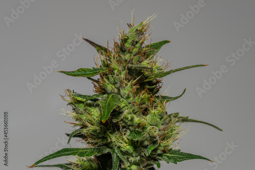 Critical hog variety of marijuana flower with color bloom