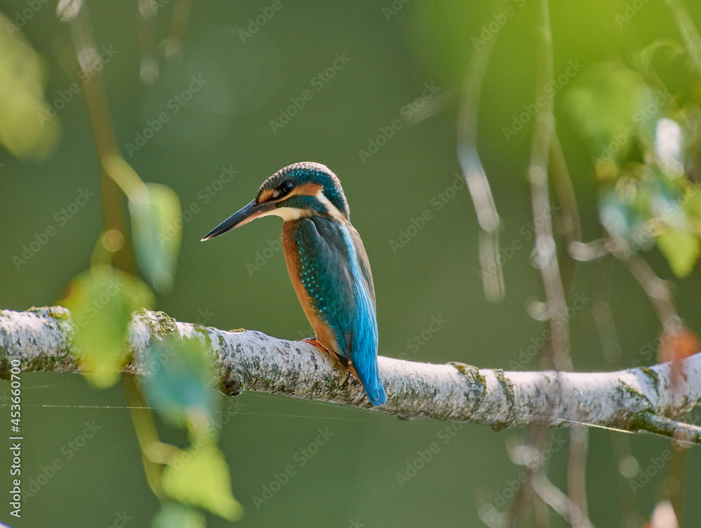 Fototapeta premium kingfisher on branch