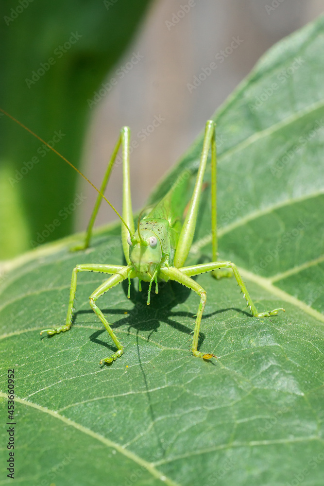 A green grasshopper on a large leaf of grass, in its natural environment. A green grasshopper on a large leaf of grass, in its natural environment.