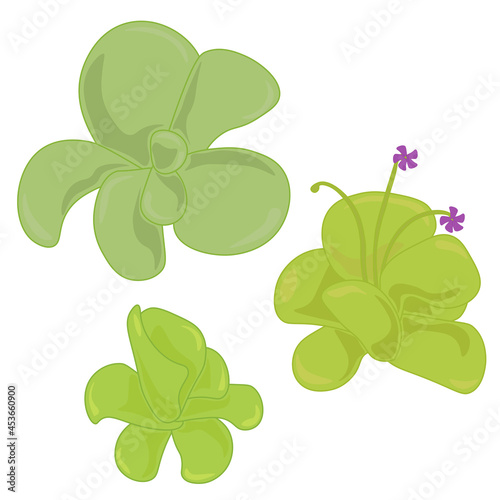 Insectivorous plant Pinguicula, set of three bushes of carnivorous plant