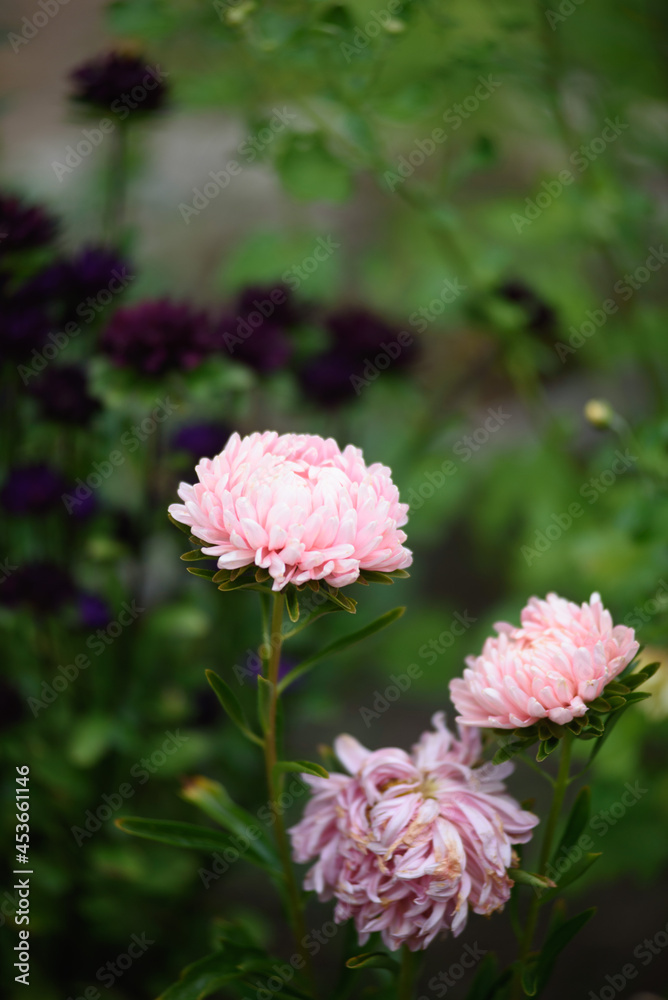 Pink peony-shaped aster on a flower bed close-up