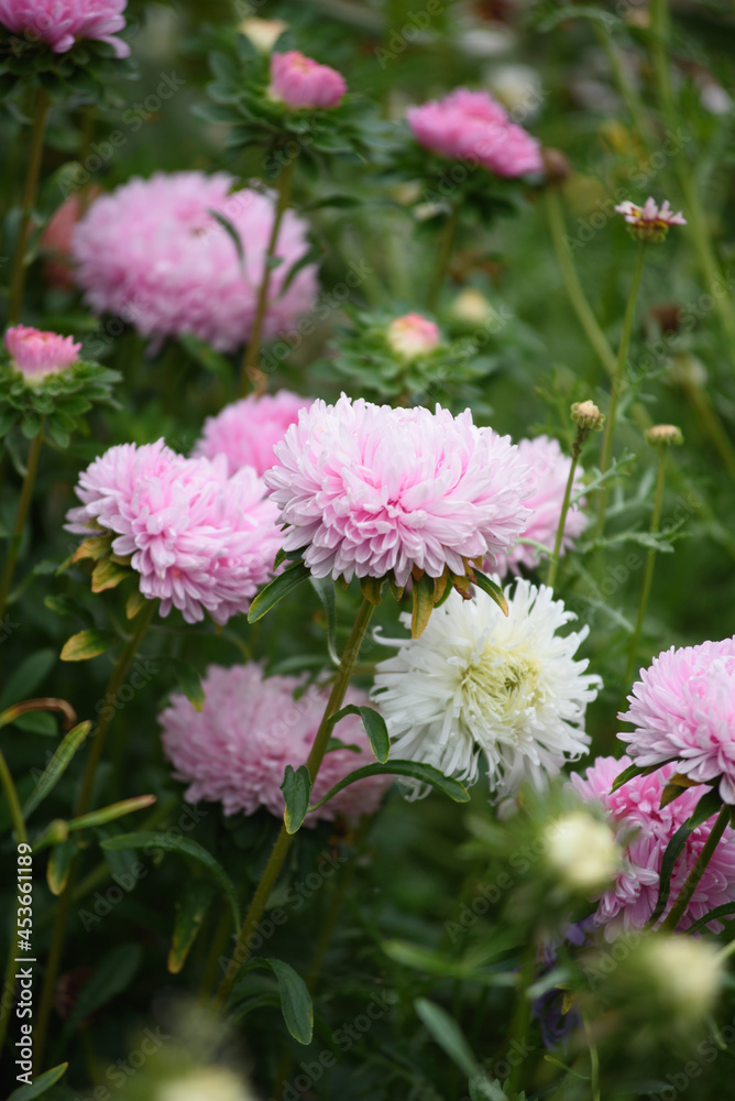 Pink peony-shaped aster on a flower bed close-up Pink peony-shaped aster on a flower bed close-up