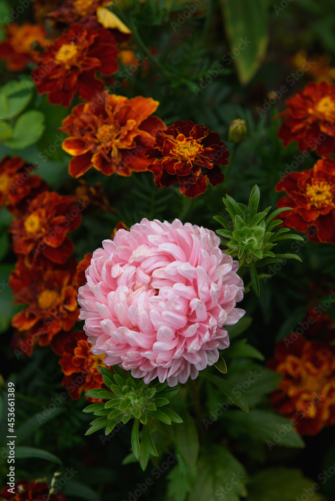 Pink peony-shaped aster among marigolds. Pink peony-shaped aster among marigolds.