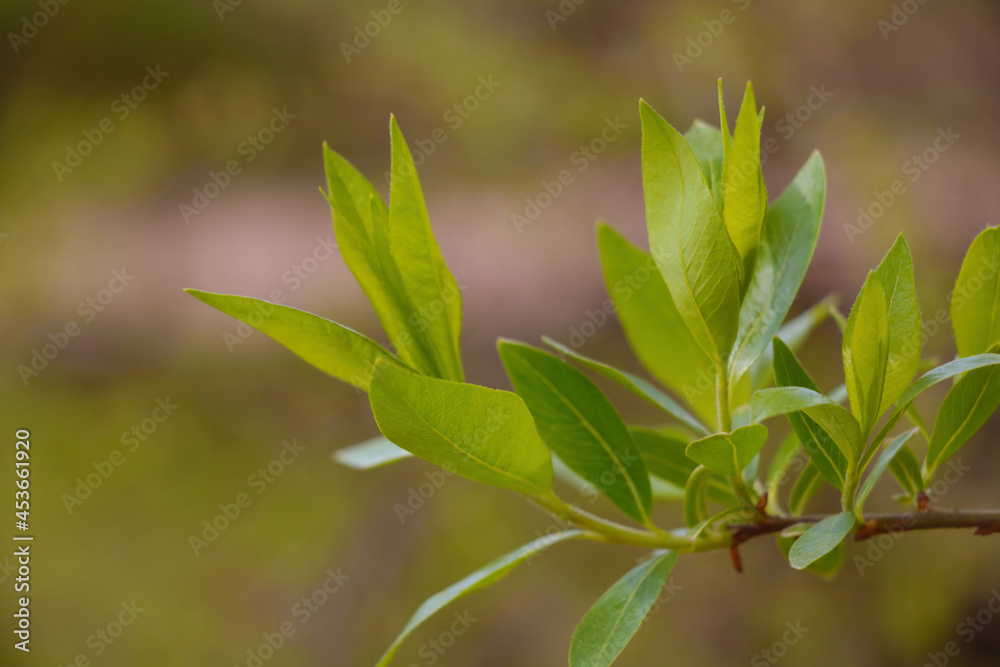 Close-up of a young green branch of a bush in the garden. Close-up of a young green branch of a bush in the garden.